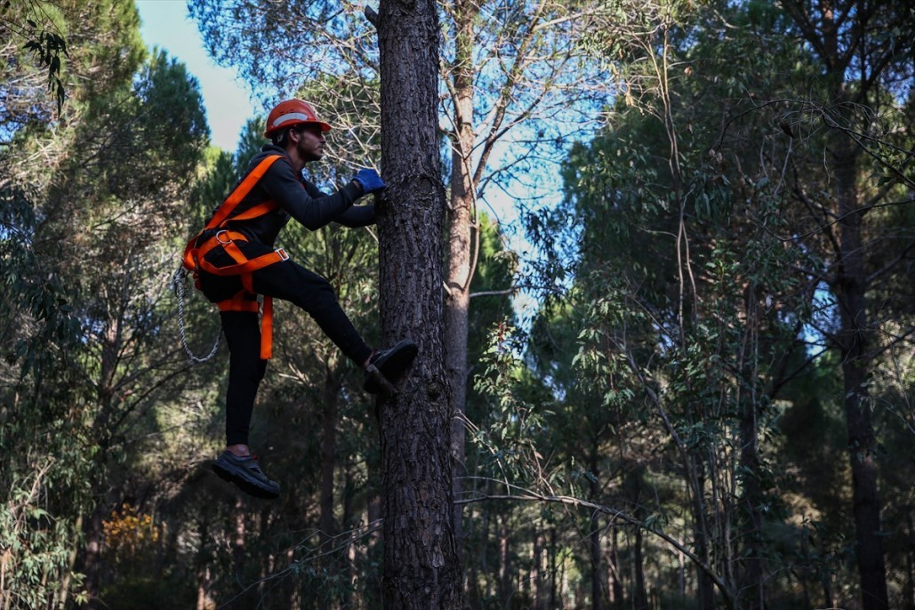Çam fıstığının zorlu yolculuğu 23