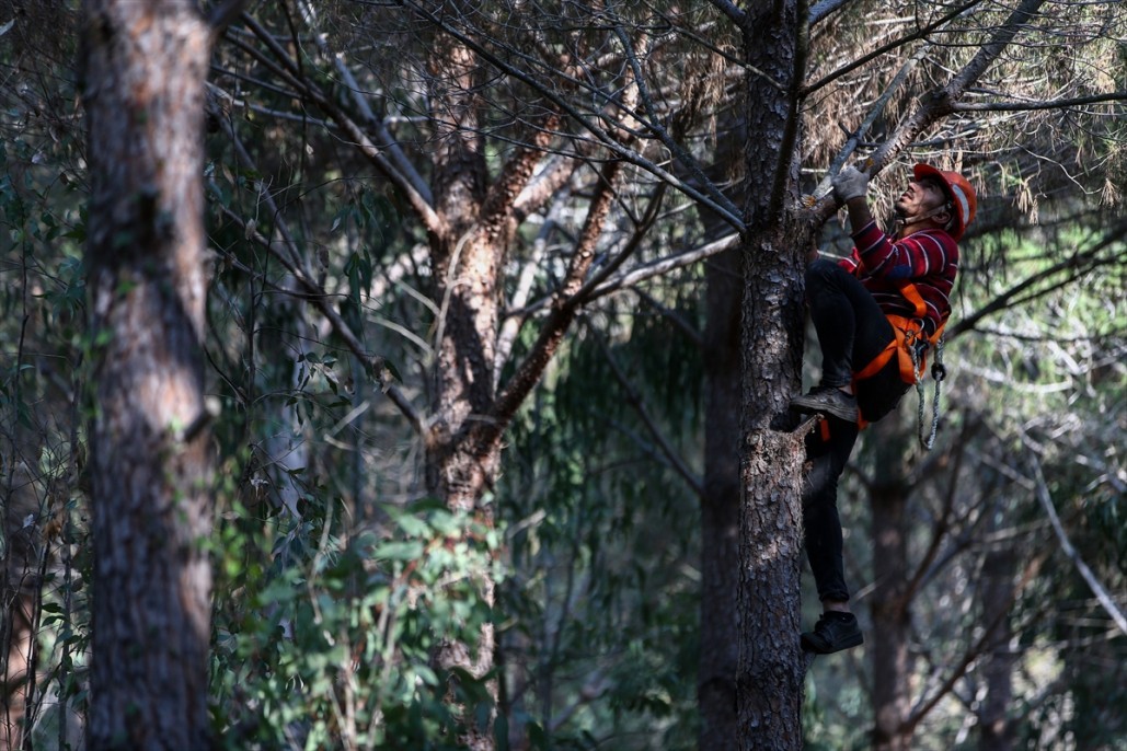 Çam fıstığının zorlu yolculuğu 24
