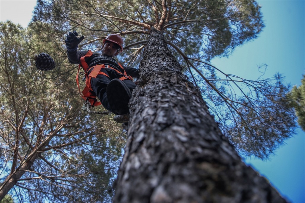 Çam fıstığının zorlu yolculuğu 25
