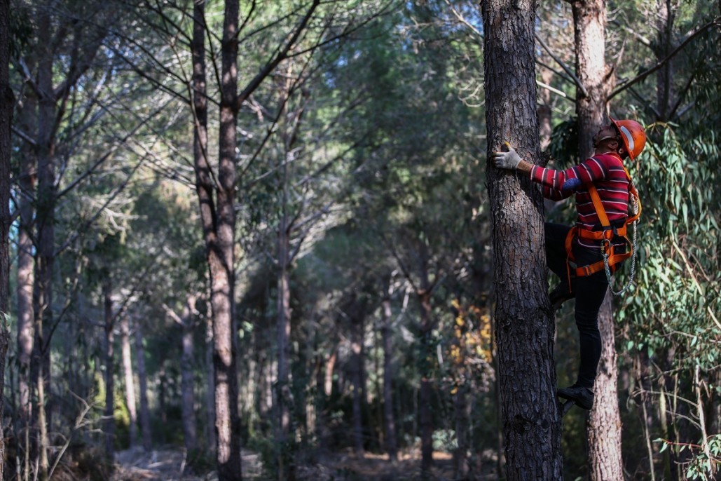 Çam fıstığının zorlu yolculuğu 26