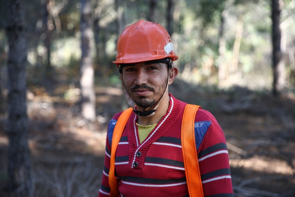 Çam fıstığının zorlu yolculuğu 28