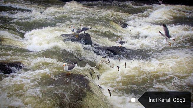 Dünyada Van, Ahirette İman! 2