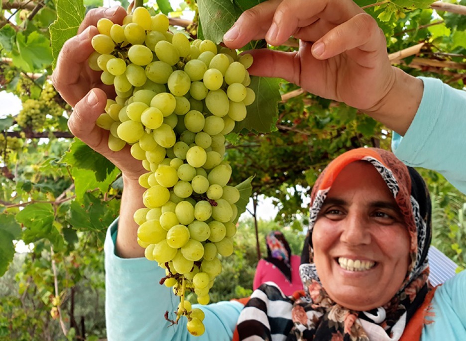 Şifa deposu üzüm pekmezinin sofralara yolculuğu 11