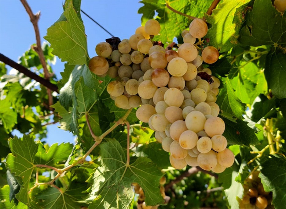 Şifa deposu üzüm pekmezinin sofralara yolculuğu 12