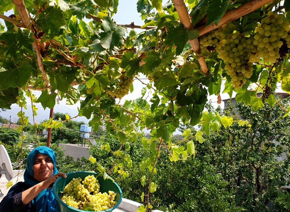 Şifa deposu üzüm pekmezinin sofralara yolculuğu 5
