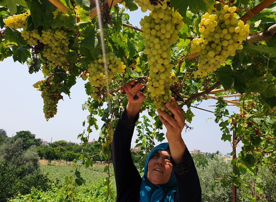 Şifa deposu üzüm pekmezinin sofralara yolculuğu 6