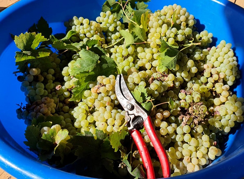 Şifa deposu üzüm pekmezinin sofralara yolculuğu 10